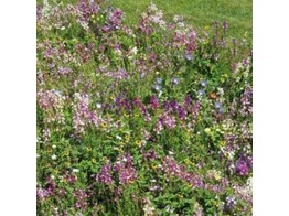 Bloemenmengsel Laag Bloementapijt - 250 g